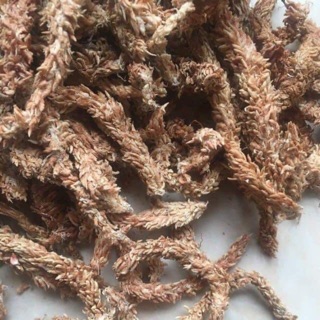 Rêu sâu ChiLe - Giá thể giữ ẩm tuyệt vời cho phong lan ( hay còn gọi là dớn trắng)