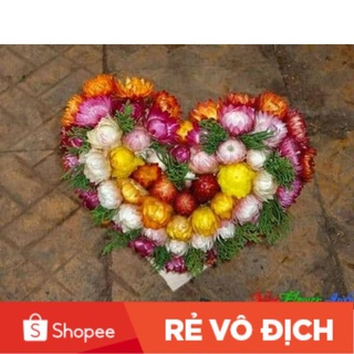 ( SỈ & LẺ) 200H hoa cúc bất tử nhiều màu siêu nảy mầm 🌷🌹🌱 SALE LỚN🌱🌹🌷 nảy mầm tốt