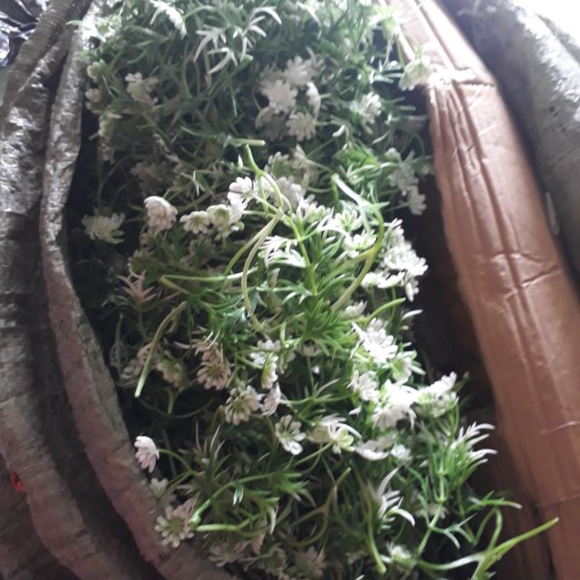 Compo 1kg  cỏ điểm