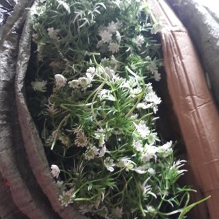 Compo 1kg  cỏ điểm