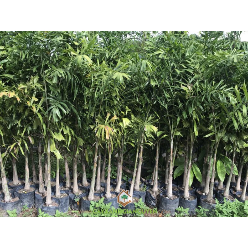 Cau Đuôi Chồn cây giống 1m