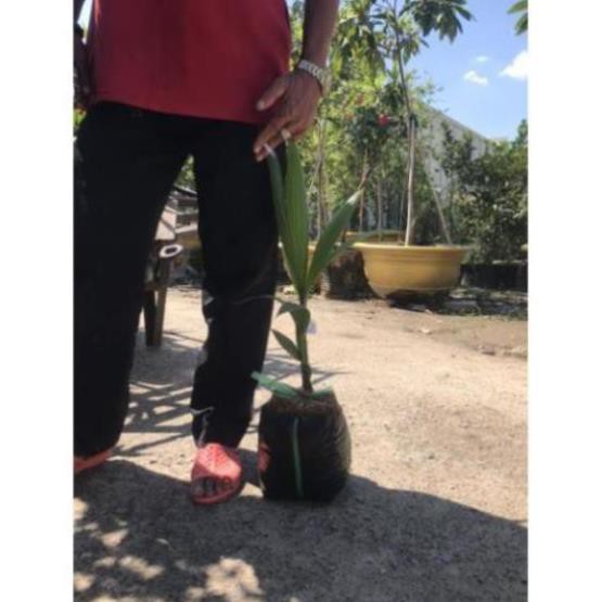 Dừa xiêm lùn nhanh trái cao 60_70cm  - Nhà Vườn Khánh Võ