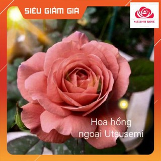 Hoa hồng ngoại Utsusemi [🌹Màu coffee đang trend nhé mn ơi ❤]Hương thơm : đậm , ngọt ngào,Cây Hoa hồng ngoại Utsusemi