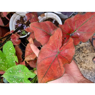 cây môn đỏ caladium Danasty