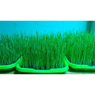 Hạt giống cỏ lúa mì 1kg,  Viet healthy
