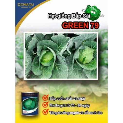 Hạt giống bắp cải Chiatai Green 79 - 1 lon 50g