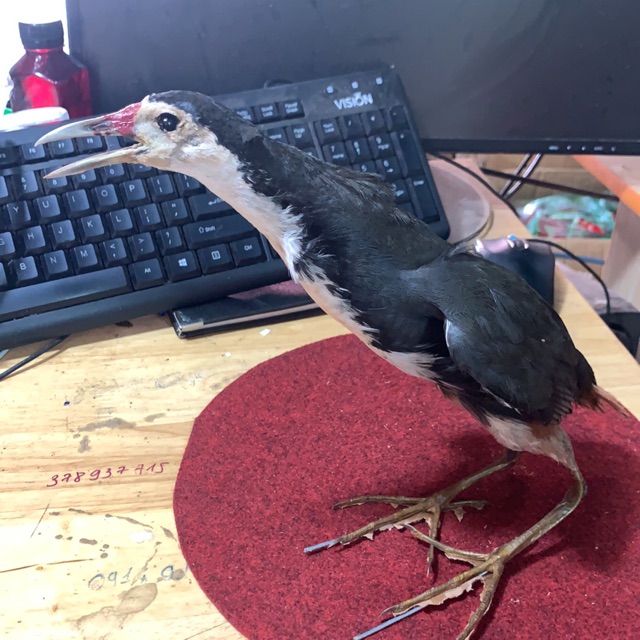 CHIM CUỐC - MỒI GIẢ - PHỤ KIỆN BẪY CHIM SĂN