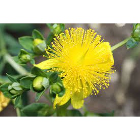 Swanson Full Spectrum St John's Wort 375mg - Viên uống chiết xuất cây ban âu cải thiện tâm trạng 120 viên