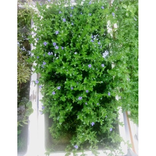 Cây Thủy Sinh | Lệ Nhi (15 ngọn)