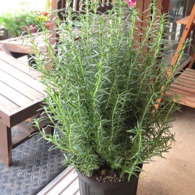 Chậu cây hương thảo (rosemary) cao 25-30cm tán rộng nhiều cành lá mùi thơm (ảnh thật 3 hình cuối)