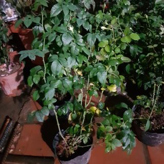 Combo 4 cây bầu đất hoa blue sky