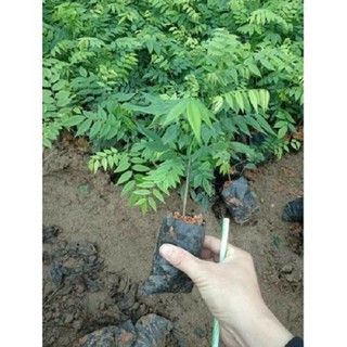 CÂY SƯA ĐỎ - CÂY LẤY GỖ  GIÁ TRỊ KINH TẾ CAO, SIÊU LỢI NHUẬN, GỬI ĐI NGUYÊN BẦU