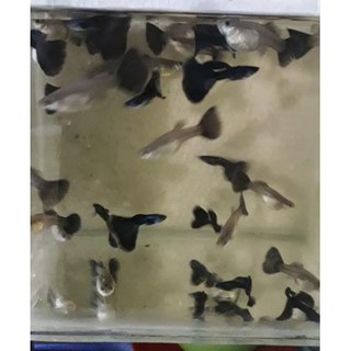 Combo 2 loại Blue Tazzan và Dumbo Red Tail (mỗi loai 1 căp)