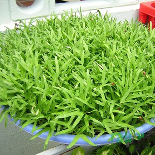 [Combo 2 Gói Hạt Giống] Rau Muống