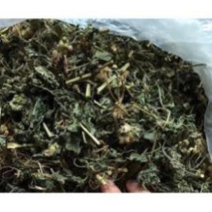 1kg cây cứt lợn khô  chữa viêm xoang