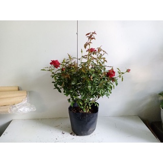 Cây hoa hồng siêu nụ cao 30-40cm
