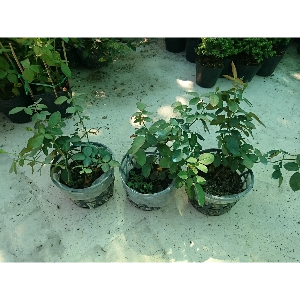Cây Hoa Hồng Lửa - cây cảnh để bàn - caykiengsadec