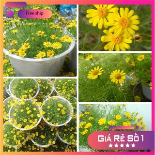 100 Hạt giống Cúc Sao Băng