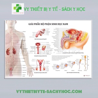 Tranh giải phẫu Bộ phận sinh dục nam
