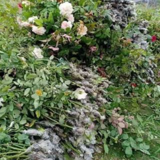 Cành chiết nguyên bản