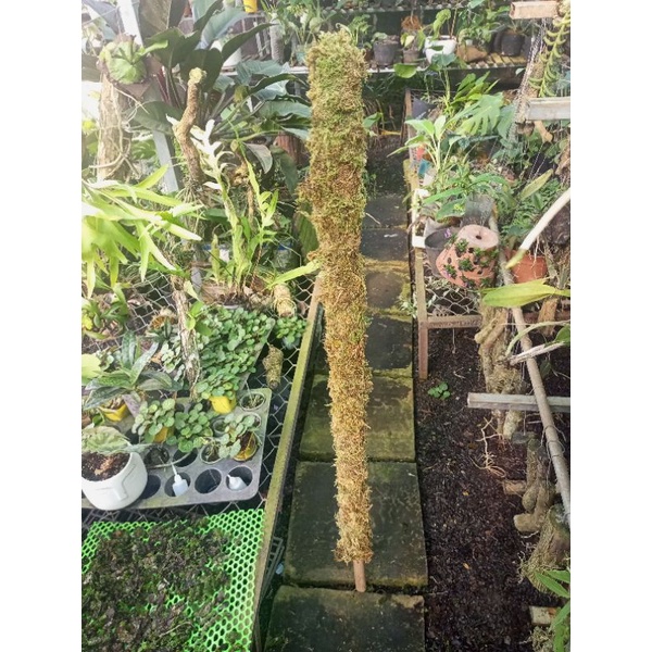 Trụ sơ Rêu 130cm,k.mãi nẹp giữ cây. Đã giặt rêu+khử trùng, thích hợp trồng cây dây leo