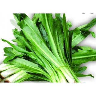 Hạt giống ngò gai