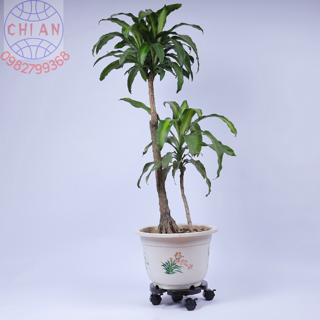 Đế lót chậu cây có bánh xe Chi An - CA001 - thiết kế thông minh tuỳ chỉnh kích thước  chịu tải trọng 120kg