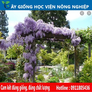 cây hoa leo tử đằng