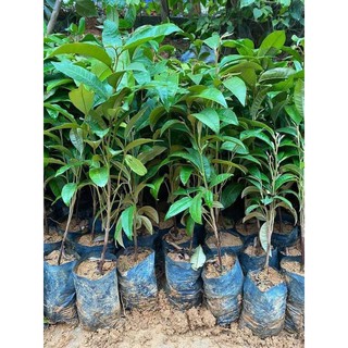 Cây giống vú sữa mica ăn cưc mát