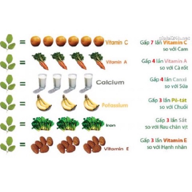 Cây giống rau chùm ngây