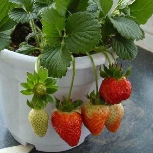 Hạt giống dâu tây nhập khẩu ALIBABA, dâu đất (dâu xạ) nhanh nãy mầm ra nhiều trái (gó 0.1gr/100hat)