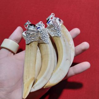 Mặt dây chuyền hình nanh bọc bạc