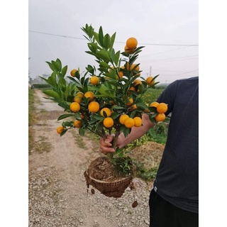 Cây quất giống quất bát