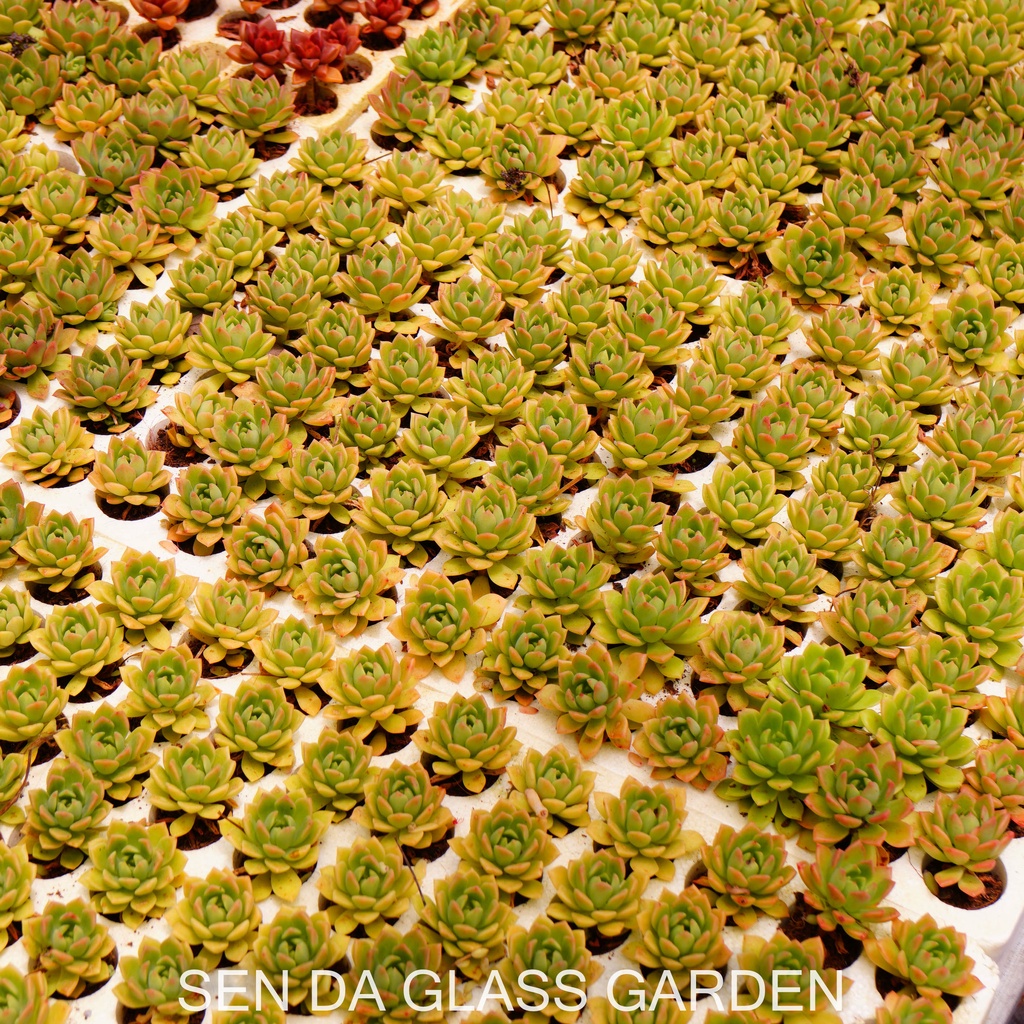 Set 5 cây Sen đá mặt trời cam GLASS GARDEN size mini 2-3cm, Hàng Đà Lạt, lỗi 1 đổi 1