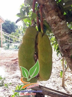 Cây giống mít trái dài malaysia