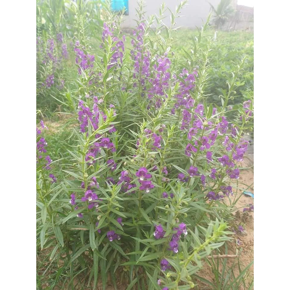 Cây hoa Violet cổ thơm khoẻ mạnh đang hoa ( Ảnh thật)