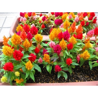 Hạt Giống Hoa Mào Gà Lửa F1
