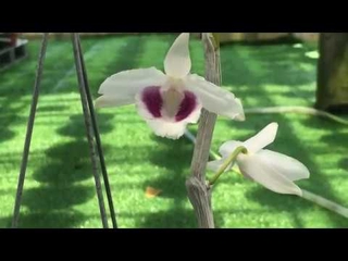 Chậu lan phi điệp đột biến anh cả - hoa siêu đẹp giá rẻ