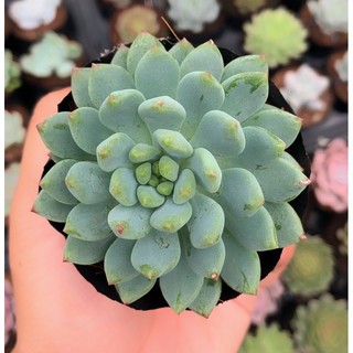 sen đá size nhỏ ngẫu nhiên