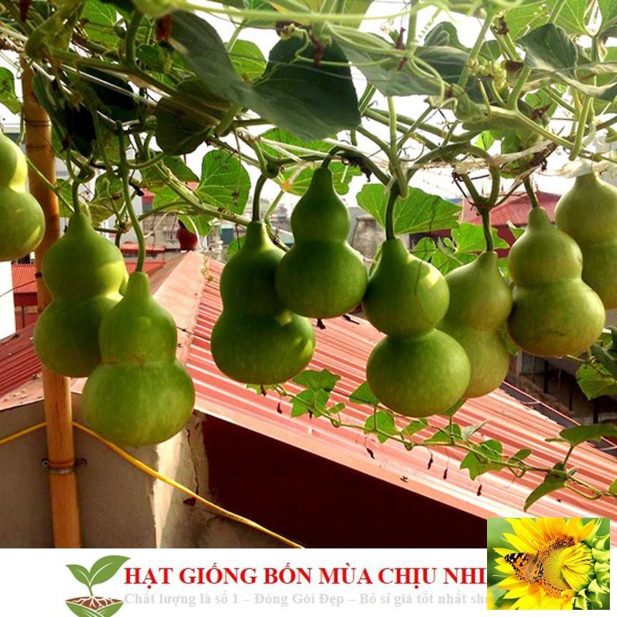 Hạt Giống Bầu Hồ Lô - Mini Siêu Kute 5 HẠT