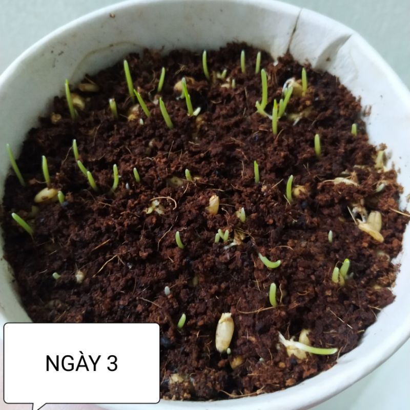 Bộ Kit Trồng Cỏ Mèo Thông Minh