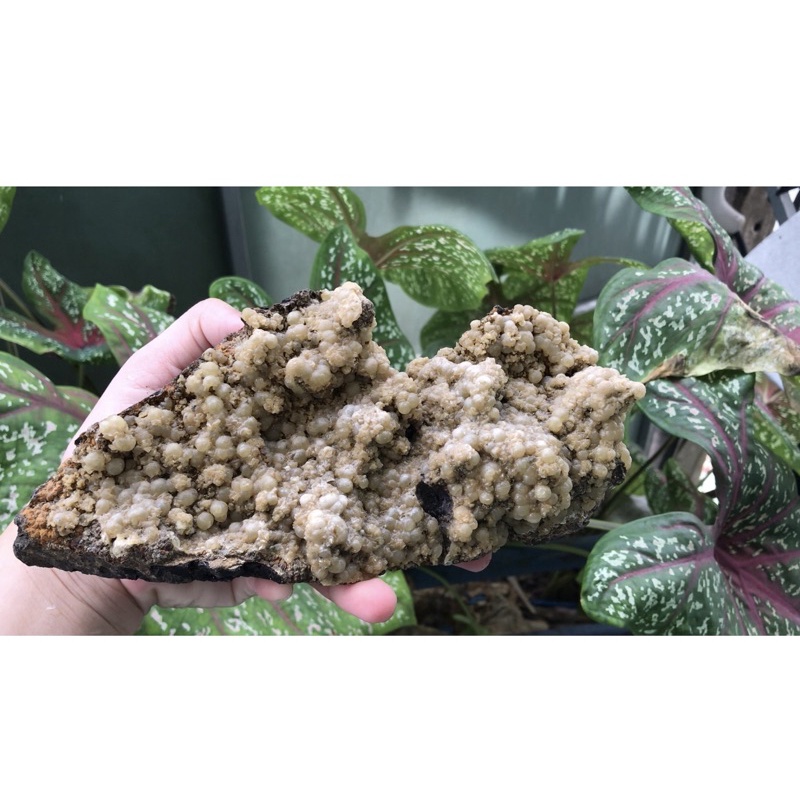 Mẫu super trứng vàng ngà dày đặt siêu cứng