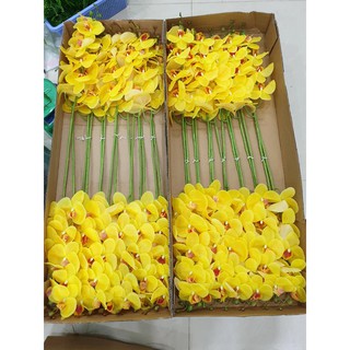 COMBO 8 nhánh LAN HỒ ĐIỆP CAO SU 9 BÔNG TO LOẠI XỊN
