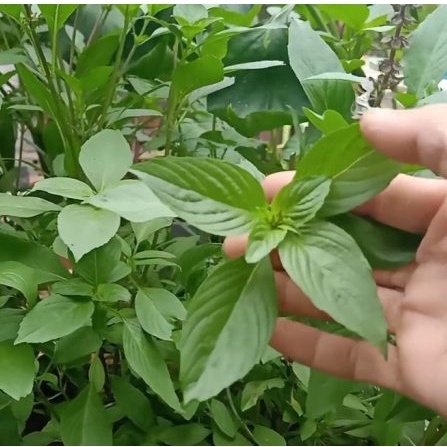 Shop 1K - 100 hạt giống rau é trắng (rau thơm sả)  tặng kèm Thuốc kích mầm + 5 hạt hướng dương lùn siêu bông)