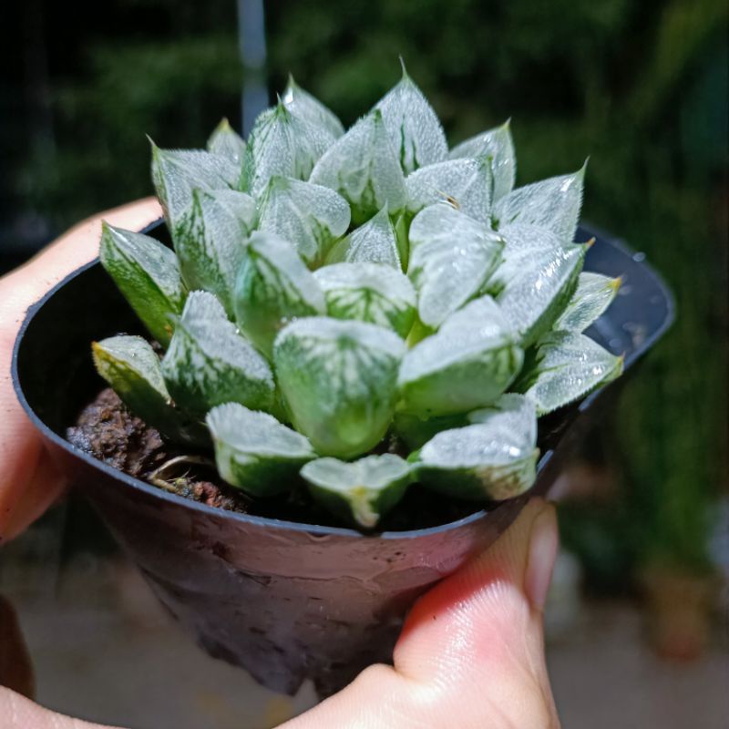 Sen đá Haworthia- Kim cương xanh xước cánh nhọn.