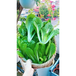 Hạt giống cải xanh bẹ mỡ