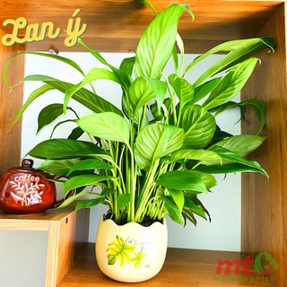 Cây lan ý để bàn, trồng chậu sứ xinh