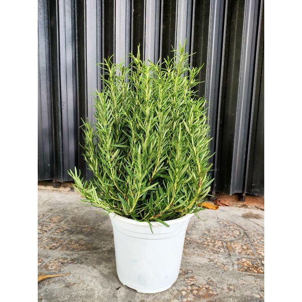 [ CHỈ GIAO TPHCM ] CÂY GIA VỊ HƯƠNG THẢO (ROSEMARY) BỤI LỚN