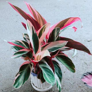 Chậu Cây Chuối Hoàng Yến