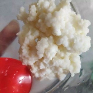 Nấm sữa kefir 5gr